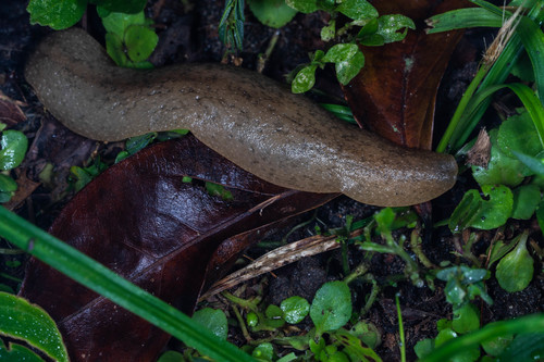 Tan Leatherleaf Slug