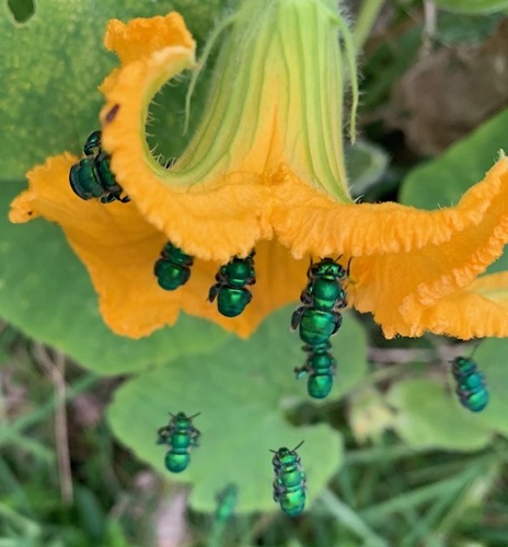 Dilemma Orchid Bee photographed in Florida