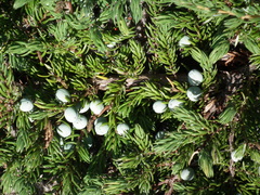 Juniperus communis megistocarpa