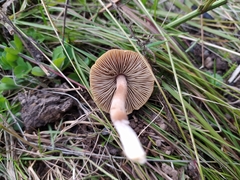 Mycena plumipes