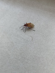 Dysdercus peruvianus