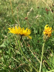 Crepis conyzifolia