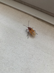 Dysdercus peruvianus