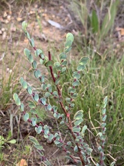 Cliffortia phyllanthoides