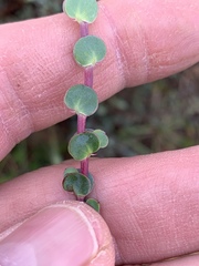 Cliffortia phyllanthoides