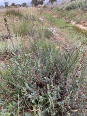 Cliffortia phyllanthoides