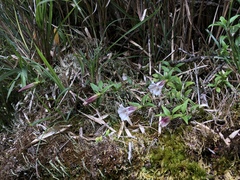 Tripterospermum microphyllum