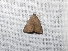 Phytometra viridaria