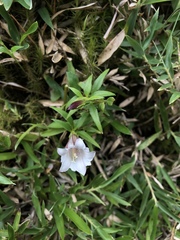 Tripterospermum microphyllum