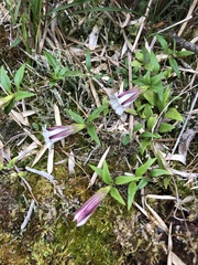 Tripterospermum microphyllum