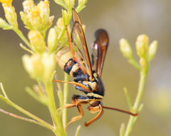 Paranthrene robiniae