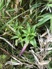 Tripterospermum microphyllum