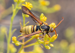 Paranthrene robiniae