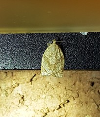 Adoxophyes negundana