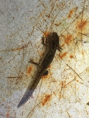 Salamandridae