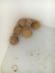 Physalis grisea