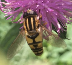 Helophilus pendulus