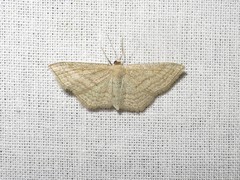 Scopula virgulata
