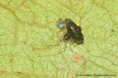Theridula