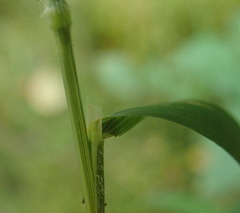 Bromus vulgaris