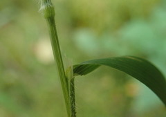 Bromus vulgaris