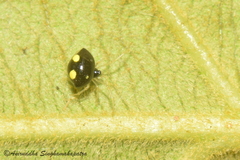 Theridula