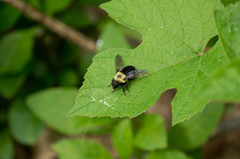 Laphria thoracica