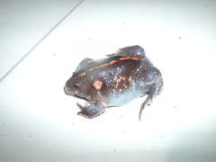 Rhinophrynus dorsalis