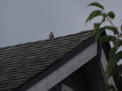 Zonotrichia leucophrys