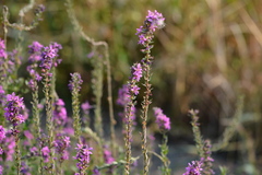 Lythrum salicaria