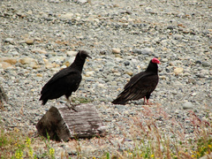 Coragyps atratus foetens