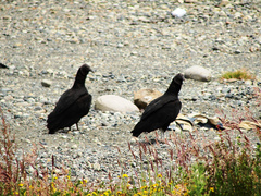 Coragyps atratus foetens