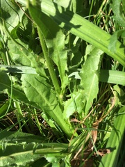 Crepis conyzifolia