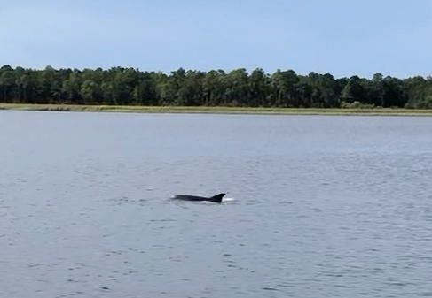 Common Bottlenose Dolphin photographed in Mississippi