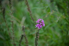 Lythrum salicaria