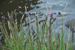 Lythrum salicaria