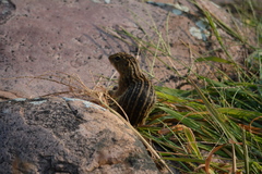 Ictidomys tridecemlineatus