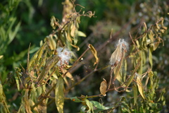 Asclepias incarnata