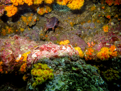 Neoniphon suborbitalis