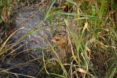 Ictidomys tridecemlineatus