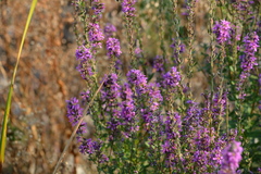 Lythrum salicaria