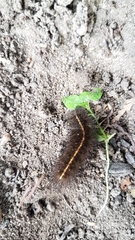 Spilosoma lubricipeda
