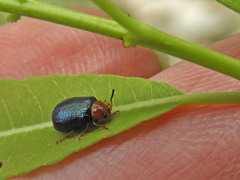 Plagiodera arizonae