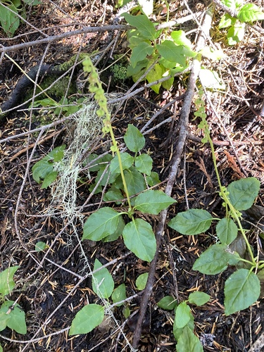 Orthilia secunda iNat (2)
