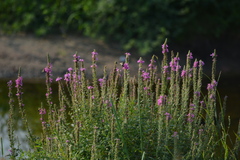 Lythrum salicaria