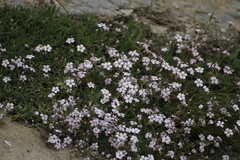Gypsophila repens
