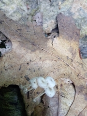 Resinomycena rhododendri