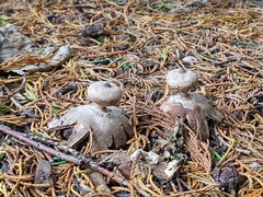 Geastrum pectinatum