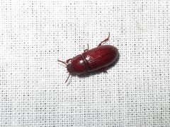 Uloma culinaris