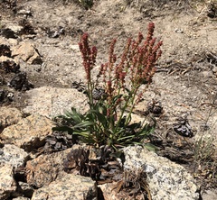 Rumex paucifolius